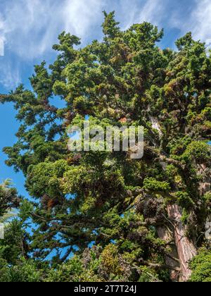 Japanische Sicheltanne, Cryptomeria japonica, Bandai Sugi, Familie Taxodiaceae, im Park auf der Insel Mainau, Bodensee, Baden-Württemberg, GE Stockfoto