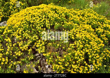 Spanischer Besen oder spanischer Ginster (Genista hispanica) ist ein stacheliger Strauch, der im Norden und Osten Spaniens und Südfrankreichs beheimatet ist. Dieses Foto wurde aufgenommen in Stockfoto