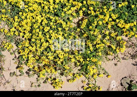 Kretisches Trefoil (Lotus creticus) ist ein ausdauerndes Kraut, das an den Küsten des Mittelmeerbeckens heimisch ist. Dieses Foto wurde in Castelldefels, Barcelona, Katalonien aufgenommen Stockfoto