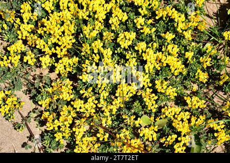 Kretisches Trefoil (Lotus creticus) ist ein ausdauerndes Kraut, das an den Küsten des Mittelmeerbeckens heimisch ist. Dieses Foto wurde in Castelldefels, Barcelona, Katalonien aufgenommen Stockfoto