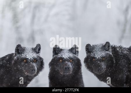 Kanadischer Wolf, der während eines Schneefalls durch den Wald führt Stockfoto