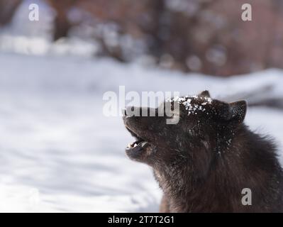 Heulender kanadischer Wolf im Winter vor dem Hintergrund Stockfoto