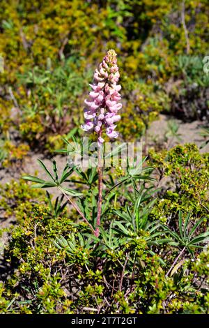 Lupinus polyphyllus ist ein mehrjähriges Kraut, das im Nordwesten Amerikas beheimatet und in Südamerika und Europa eingebürgert ist. Dieses Foto war Stockfoto