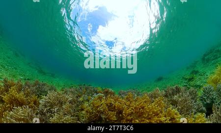 Wunderschöne Korallen mit türkisfarbenem Meerwasser. Tropische Fische und Korallenriff, Unterwasserlandschaft. Stockfoto