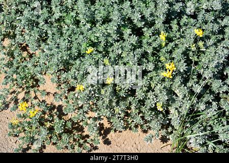 Sea Medick (Medicago Marina) ist eine mehrjährige Niederwurfpflanze, die in den Küsten des Mittelmeerbeckens und der Küste Portugals und der Kantabrischen See beheimatet ist. Dieses Foto Stockfoto