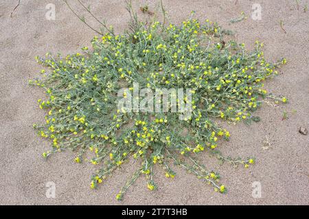 Sea Medick (Medicago Marina) ist eine mehrjährige Niederwurfpflanze, die in den Küsten des Mittelmeerbeckens und der Küste Portugals und der Kantabrischen See beheimatet ist. Dieses Foto Stockfoto