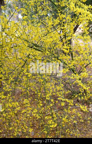 Blue palo verde (Parkinsonia florida oder Cercidium floridum) ist ein Strauch oder kleiner Baum, der in den Wüsten im Nordwesten Mexikos und im Südwesten von United beheimatet ist Stockfoto