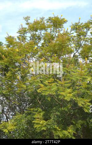 Trauergewächsel oder afrikanischer Schwarzwald (Peltophorum africanum) ist ein Laub- oder halbLaubbaum, der im südlichen Afrika beheimatet ist. Stockfoto