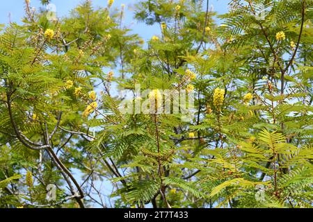 Trauergewächsel oder afrikanischer Schwarzwald (Peltophorum africanum) ist ein Laub- oder halbLaubbaum, der im südlichen Afrika beheimatet ist. Stockfoto