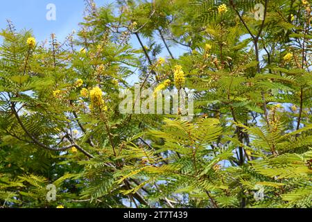 Trauergewächsel oder afrikanischer Schwarzwald (Peltophorum africanum) ist ein Laub- oder halbLaubbaum, der im südlichen Afrika beheimatet ist. Blütenstand und Früchte Stockfoto