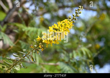 Trauergewächsel oder afrikanischer Schwarzwald (Peltophorum africanum) ist ein Laub- oder halbLaubbaum, der im südlichen Afrika beheimatet ist. Blütenstand und Früchte Stockfoto