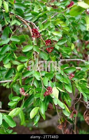 Die weinende bohne (Schotia brachypetala oder Schotia latifolia) ist ein Laubbaum, der im südlichen Afrika beheimatet ist. Blütenknospen und Blätter. Stockfoto
