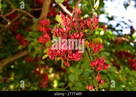 Die weinende bohne (Schotia brachypetala oder Schotia latifolia) ist ein Laubbaum, der im südlichen Afrika beheimatet ist. Blumendetail. Stockfoto