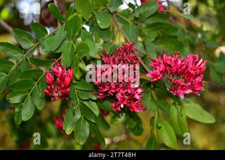 Die weinende bohne (Schotia brachypetala oder Schotia latifolia) ist ein Laubbaum, der im südlichen Afrika beheimatet ist. Blumendetail. Stockfoto