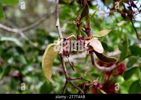 Die weinende bohne (Schotia brachypetala oder Schotia latifolia) ist ein Laubbaum, der im südlichen Afrika beheimatet ist. Junge Früchte. Stockfoto