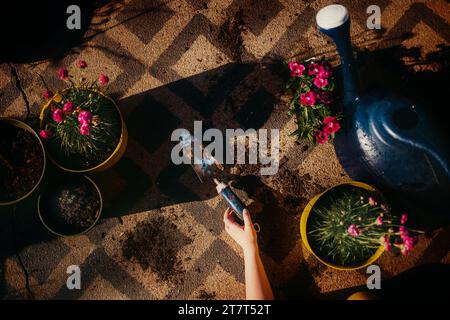 Hand hält Gartenspaten und Pflanzen Blumen Stockfoto