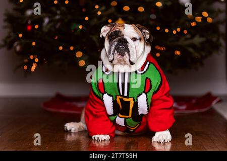 Englische Bulldogge im weihnachtspullover mit weihnachtsbaumlichtern Stockfoto