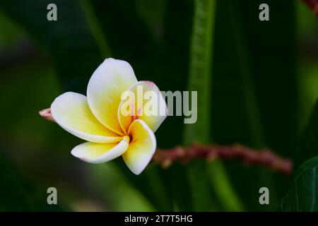 Nahaufnahme der weißen Frangipani-Blüte auf grünen Blättern Stockfoto