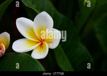 Nahaufnahme der weißen Frangipani-Blüte auf grünen Blättern Stockfoto