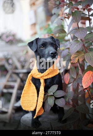 Patterdale Terrier Porträt. Halten Sie für einen Kaffee an. Stockfoto