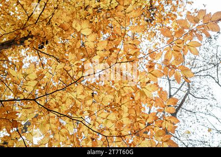 Im Herbst auf gelbe Blätter auf American Birch Tree zu schauen Stockfoto