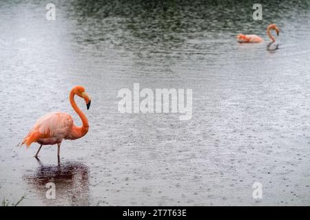 Flamingo in einer Lagune im Regen auf Isabela Island, Galapagos Stockfoto