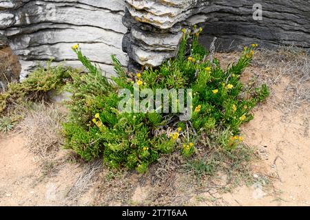 Der Goldene Samphire (Limbarda crithmoides oder Inula crithmoides) ist ein kleiner Sträucher, der in Südeuropa und Nordafrika beheimatet ist. Dieses Foto wurde in Cabo Car aufgenommen Stockfoto