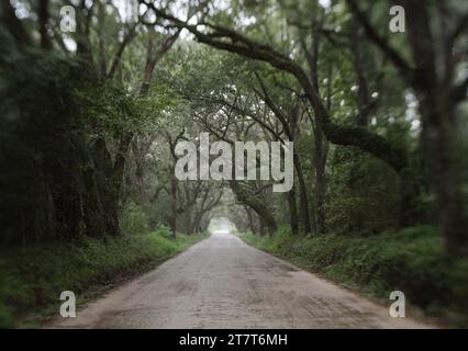 Oak Tree Tunnel Road zur Botany Bay Plantation auf Edisto Island Stockfoto