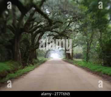 Oak Tree Tunnel Road zur Botany Bay Plantation auf Edisto Island Stockfoto