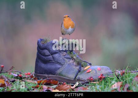 Europäischer robin Erithacus rubecula, auf alten Gartenstiefeln, County Durham, England, Großbritannien, November. Stockfoto