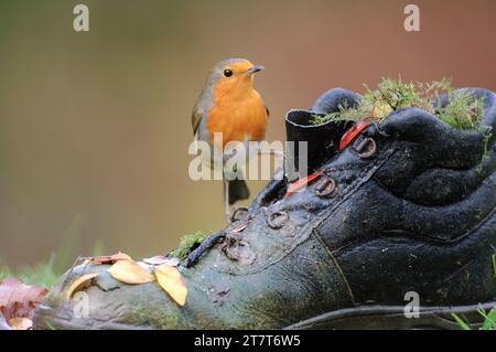 Europäischer robin Erithacus rubecula, auf alten Gartenstiefeln, County Durham, England, Großbritannien, November. Stockfoto