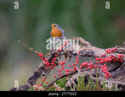 Europäischer robin Erithacus rubecula, auf totem Zweig mit Cotoneaster-Beeren, County Durham, England, Großbritannien, Dezember. Stockfoto