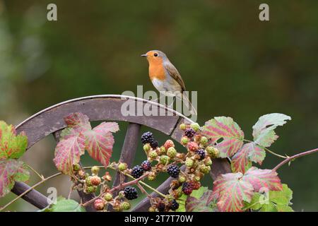 Europäischer robin Erithacus rubecula, auf Holzrad mit Brombeeren, County Durham, England, UK, Oktober. Stockfoto
