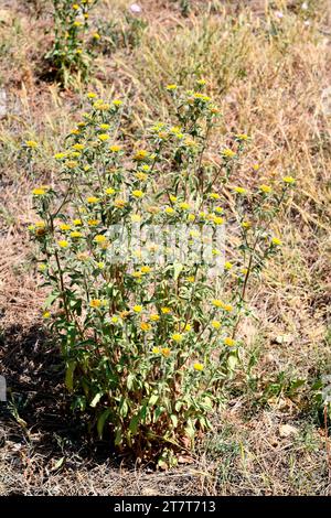 Stachelkernkraut (Pallenis spinosa) ist eine einjährige Pflanze, die im Mittelmeerraum und auf den Kanarischen Inseln beheimatet ist. Dieses Foto wurde in Montjuic, Barcelona, Kalifornien, aufgenommen Stockfoto