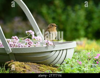 Europäischer robin Erithacus rubecula, Jungtier auf einem Blumenkorb im Garten, County Durham, England, Großbritannien, August. Stockfoto