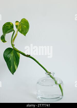 Pflanzenzüge in einer Wasservase Stockfoto