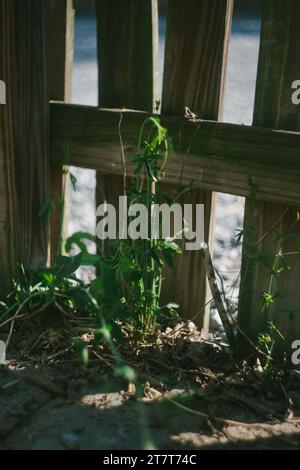 Junge Passionsblume Reben Pflanze wächst aus dem Boden Stockfoto