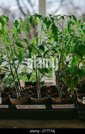 Eine Vielzahl von Tomatenpflanzen, die aus Samen angebaut werden Stockfoto