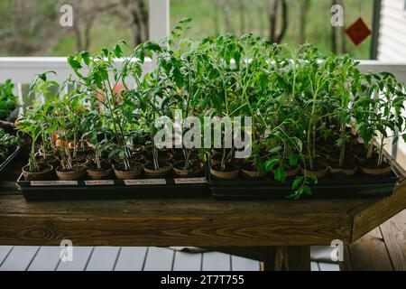 Eine Vielzahl von Tomatenpflanzen, die aus Samen angebaut werden Stockfoto