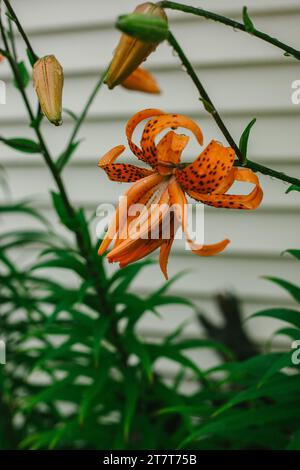 Orange Tiger Lillies blüht im Garten Stockfoto