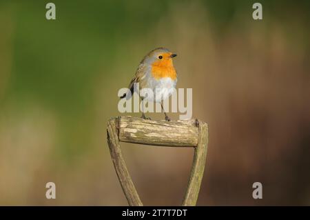 Europäischer robin Erithacus rubecula, auf alter Spatengriff im Garten, County Durham, England, Großbritannien, Februar. Stockfoto