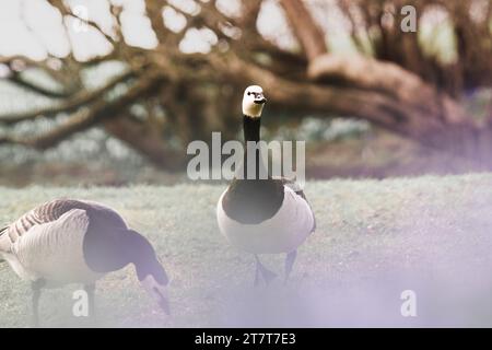 Ein paar kanadische Gänse steht im Gras Stockfoto