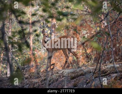 Rehe, Capreolus capreolus, stehen im Wald Stockfoto