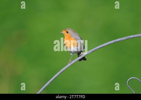 Europäischer robin Erithacus rubecula, auf schmiedeeisernem Tor, County Durham, England, Großbritannien, November. Stockfoto