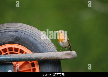 Europäischer robin Erithacus rubecula, auf Schubkarre im Garten, County Durham, England, Großbritannien, März. Stockfoto