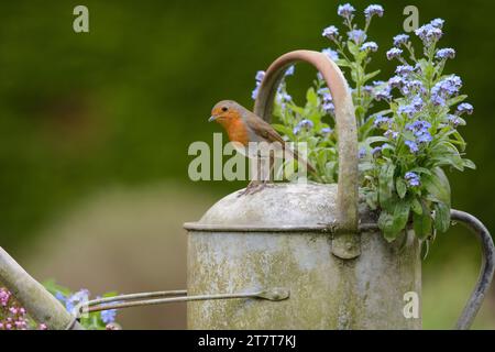 Europäischer robin Erithacus rubecula, auf alter Gießkanne als Pflanzgefäß im Garten mit blühenden Vergissme nots, County Durham, England, UK, M Stockfoto