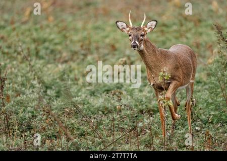 Hirsch mit Geweih auf einem grünen Grasfeld Stockfoto