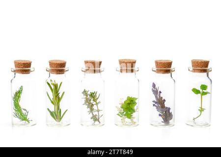 Aromatische Pflanzen in einem Glasgefäß Stockfoto