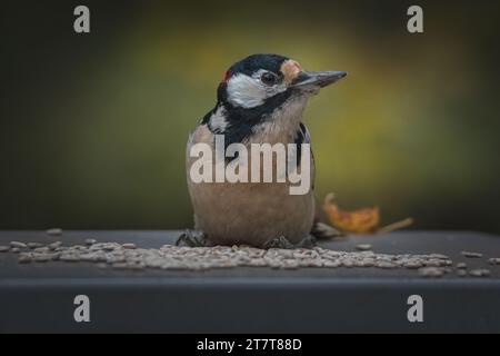 Großer Fleckenspecht (Dendrocopos Major) im Wald Stockfoto