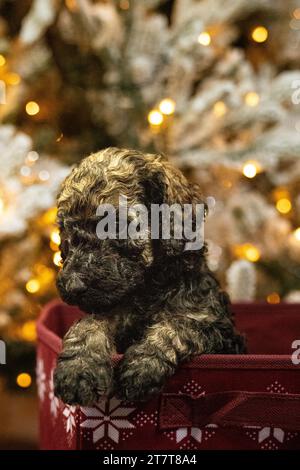Goldbraune Kritzelung an der Seite einer Box vor einem weihnachtsbaum Stockfoto